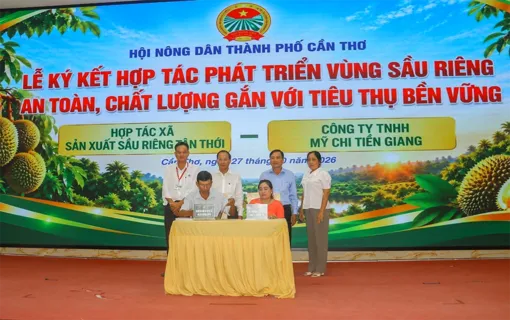 Nâng cao giá trị chuỗi sản xuất sầu riêng thích ứng biến đổi khí hậu và tiêu chuẩn an toàn