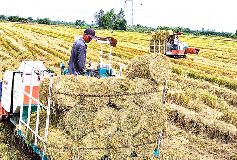 Kiến tạo chuỗi giá trị bền vững cho hạt gạo Việt