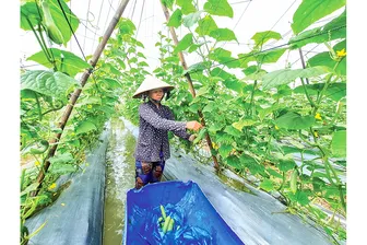 Hơn 12.232ha đất trồng lúa ở ĐBSCL dự kiến chuyển sang cây trồng khác để tránh hạn mặn