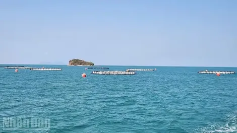 An Giang hướng đến bứt phá nuôi biển bền vững
