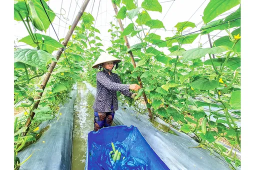 Hơn 12.232ha đất trồng lúa ở ĐBSCL dự kiến chuyển sang cây trồng khác để tránh hạn mặn