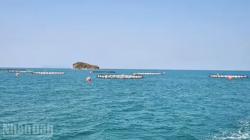 An Giang hướng đến bứt phá nuôi biển bền vững