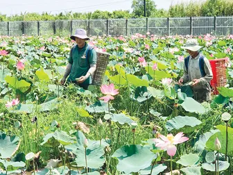 Nâng tầm chuỗi giá trị cho cây sen