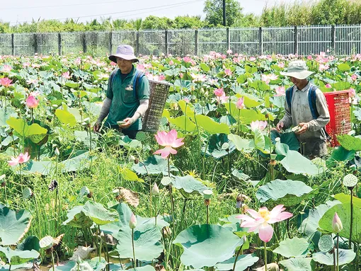 Nâng tầm chuỗi giá trị cho cây sen