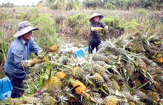 Hơn 9.600 hộ nông dân tham gia mã số vùng trồng