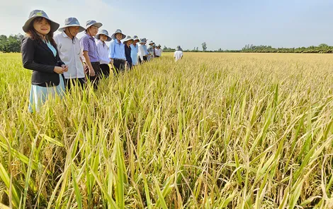 Cần Thơ tăng tốc chuyển đổi xanh, nâng tầm giá trị nông sản