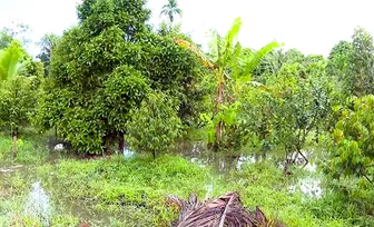 Khu vực Vị Thanh, Phụng Hiệp mực nước duy trì ở mức cao, nguy cơ ngập úng trong những ngày tới
