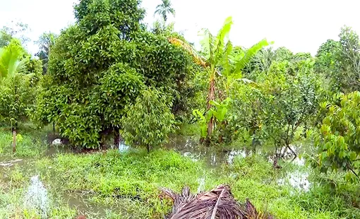Khu vực Vị Thanh, Phụng Hiệp mực nước duy trì ở mức cao, nguy cơ ngập úng trong những ngày tới