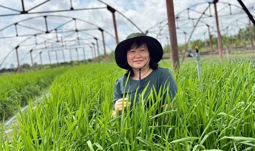 Điều chỉnh thời gian tổ chức các hoạt động tại Festival Quốc tế Ngành hàng Lúa gạo Việt Nam lần thứ II - Cần Thơ năm 2026